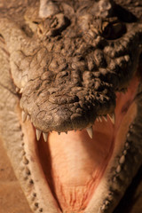 Crocodylus niloticus or Nile crocodile in the zoo. Close up shot of a jaw and teeth.
