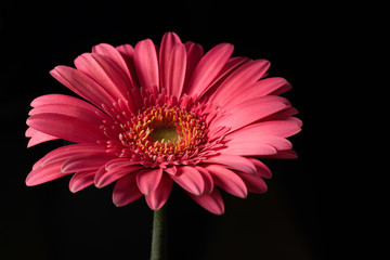 profile of pink daisy macro on dark background