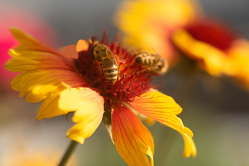 Bees on a yellow flower, in the evening
