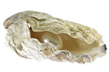 pearl embedded in oyster isolated on white background
