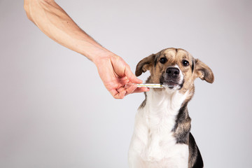 Faceless person measures the dog's temperature with a thermometer on gray background