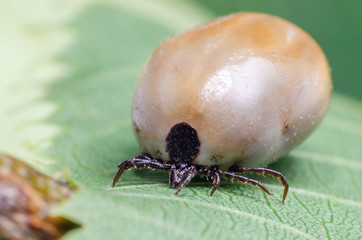 Swollen mite from blood, a dangerous parasite and carrier of infection sits on a leaf