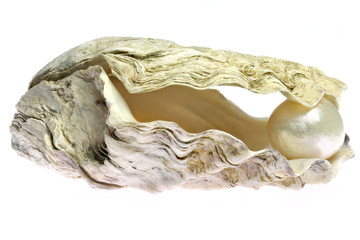 pearl embedded in oyster isolated on white background
