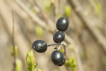 Black berries on the tree as food for birds in winter and early spring.
