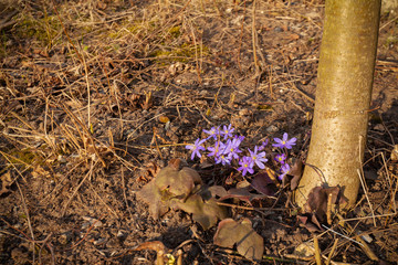 The first spring flowers, lit by the rays of the setting sun, grow on bare ground next to a tree