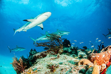 Caribbean reef shark at the Bahamas