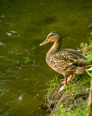 Duck by the lake in the park