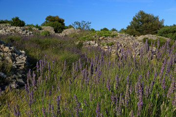Lavender flowers in Brusje village on Hvar island, Croatia