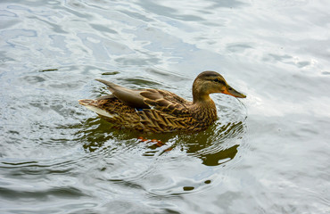 Duck swimming on the river