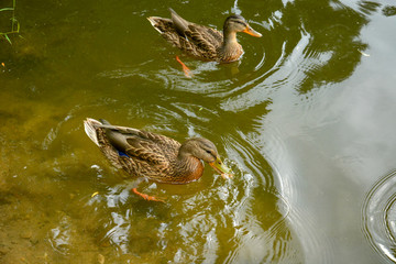 Two ducks swim in the water
