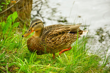 Duck by the lake in the park