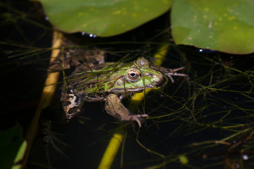 Pelophylax kl. esculentus or edible frog. Also common water or green frog. Shot in the botanical garden while being in the water and covered with some grass. Nature shot with animal in focus.