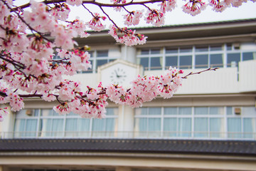 Cherry blossom (Sakura) and school building.