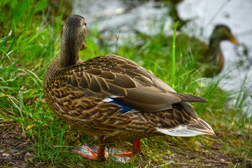 Duck by the lake in the park