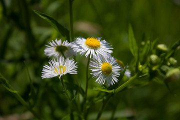 Flower field in the spring time. White flower in the focus with green background. Nature shot with close up flowers.