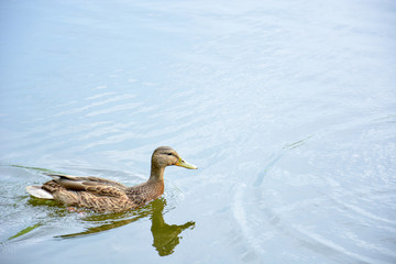 Duck swimming on the river