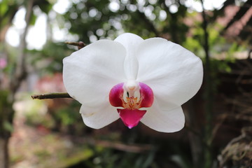 white orchid (phalaenopsis sp)