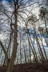 Trees in a forest seen upwards against a blue sky with some white clouds	