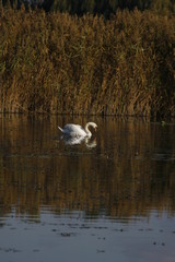 White swan in the lake in beautiful natural environment. Reflection in water, natural background. Animal in nature. Bird photography.