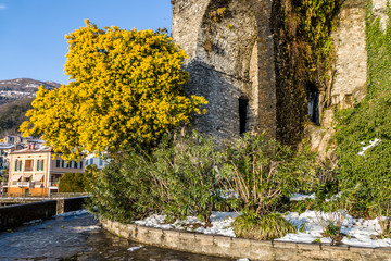 large mimosa tree in Maccagno on the Lake Maggiore
