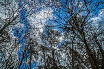Trees in a forest seen upwards against a blue sky with some white clouds	