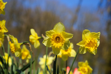 Close up of yellow daffodil flowers (narcissus pseudonarcissus) blurred trees and blue sky background
