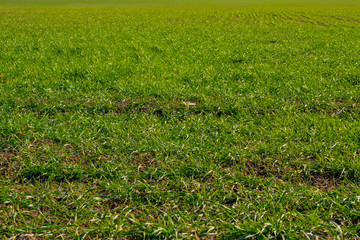 first seedlings in the fields. spring farming and agriculture concept