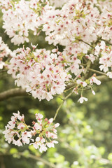 Baumblüte im Frühling