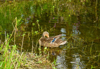 A duck cleans feathers in the water of a lake in a park