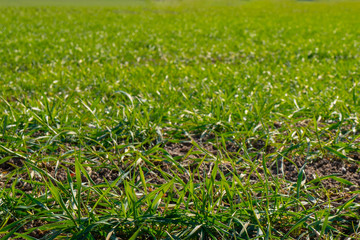 first seedlings in the fields. spring farming and agriculture concept
