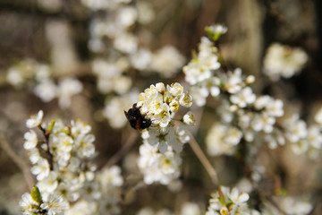 Close up of isolated blossoms of flowering plant blackthorn (prunus spinosa) in spring, Germany