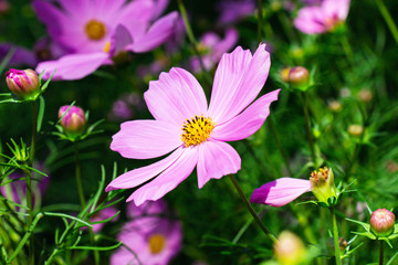 Obraz premium Pink mexican aster flowers in garden bright sunshine day on a background of green leaves. Cosmos bipinnatus.