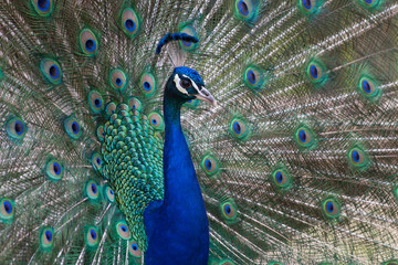 Fototapeta na wymiar Common peafowl or peacock. Male peacock is showing off his beautiful colorful feathers.