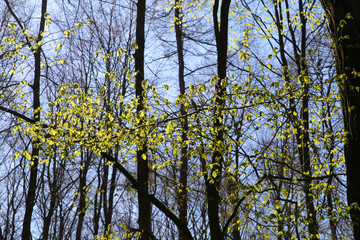 First green leaves of beech tree shimmering in springtime sun between bare leafless trees in german forest - Germany