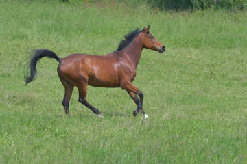 A bay horse galloping in a green meadow.