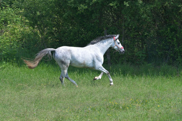 Obraz na płótnie Canvas A gray horse galloping in a green meadow.