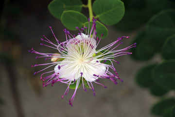 Wild Caper flower, Hvar island, Croatia