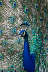 Common peafowl or peacock. Male peacock is showing off his beautiful colorful feathers.
