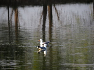 dos aves de color blanco, negro y gris, pico amarillo, ojos pequeños, nadando, en el lago del castell de remei, lerida, españa, europa