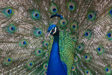 Common peafowl or peacock. Male peacock is showing off his beautiful colorful feathers.