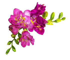 Fototapeta na wymiar Pink and yellow freesia flowers and buds in a corner arrangement