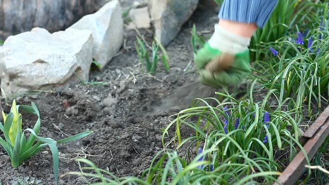 a woman cultivates the earth with a small hoe in her front garden. Spring work in the garden, preparing the land for planting