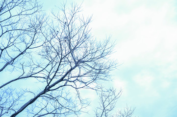 Fototapeta na wymiar Twigs on a blue background
