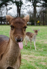 Deer in the wild showing his tongue