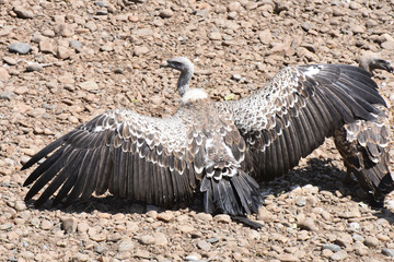 Ruppell's vulture spreading it's wings in Maasai Mara, Kenya