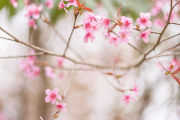 Pink blossoms on the branch with blue sky during spring blooming,.Branch with pink sakura blossoms, Chiang Mai, Thailand.Blooming cherry tree branches against a cloudy blue sky Himalayan blossom