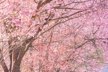 Pink blossoms on the branch with blue sky during spring blooming,.Branch with pink sakura blossoms, Chiang Mai, Thailand.Blooming cherry tree branches against a cloudy blue sky Himalayan blossom