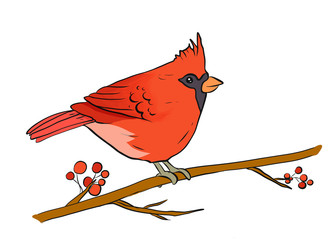 Northern Cardinal on a branch of berry tree Vector illustration isolated on a white background. Red winter bird for badge, tag, icon, banner, greeting card, postcards, invitation. Cute animal sign