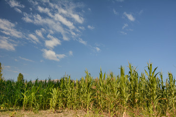 corn grown in the field