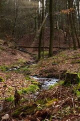kleiner Bach im Wald